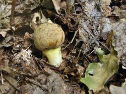 Hemileccinum_impolitus_OK_20200622.thumb.jpg.09b08bb8b2a558ea10b48b50cec3d50c.jpg