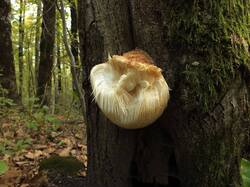 Hericium_erinaceus_OK_20231019.thumb.JPG.8f3557b93d26d5d8e12fbf78dc1aaedc.JPG