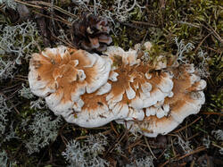 Hydnellum_aurantiacum_MS_20220815_01.thumb.jpg.139cc4146fc6cefa252a381b93ff3c3b.jpg