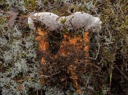 Hydnellum_aurantiacum_MS_20220815_02.thumb.jpg.4aa863bf1bf924cc9fef09dba344adcc.jpg
