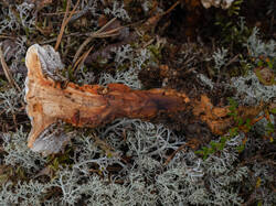 Hydnellum_aurantiacum_MS_20220815_03.thumb.jpg.7fb098a08701de39a52043c30369e2ec.jpg