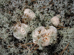 Hydnellum_aurantiacum_MS_20220815_04.thumb.jpg.02a534ee0426137a6c54460c6f6a72e5.jpg