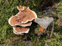 Hydnellum_aurantiacum_MS_20230908_05.thumb.jpg.1c5e451ea1e497d1314228293a3ca793.jpg