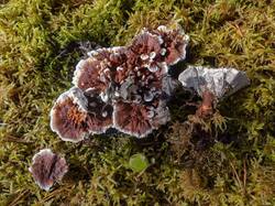 Hydnellum_aurantiacum_MS_20230923_08.thumb.jpg.1c15b5190b74802f01967a6b5aa59939.jpg