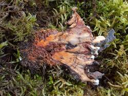 Hydnellum_aurantiacum_MS_20230923_09.thumb.jpg.f480e86f0666f24bebe5a24db5b4f025.jpg