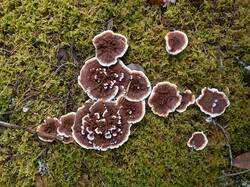 Hydnellum_aurantiacum_MS_20230923_10.thumb.jpg.e39e8eec88421462cc5bfaabdd8200d8.jpg