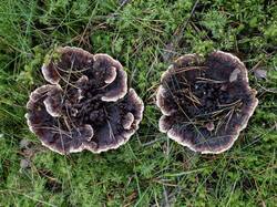 Hydnellum_peckii_MS_20201014_02.thumb.jpg.98bf13ff9ae9fe4256d2ce370d6d455d.jpg