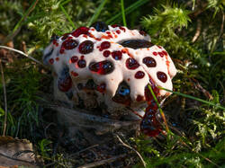 Hydnellum_peckii_MS_20220906_05.thumb.jpg.8e435361f9673361ed30b3e2161a099d.jpg