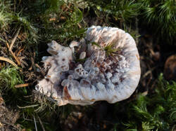Hydnellum_peckii_MS_20220906_06.thumb.jpg.4f0d490787617f9f03e06ae4b8a627a7.jpg