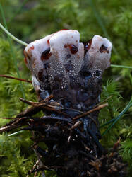 Hydnellum_peckii_MS_20220906_07.thumb.jpg.99fb1c2ad9f6dd5a6fc2d747dceb8e53.jpg