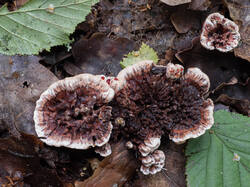 Hydnellum_peckii_MS_20230809_09.thumb.jpg.d236b81ab989f65217653905500ce358.jpg