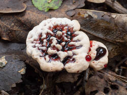 Hydnellum_peckii_MS_20230809_10.thumb.jpg.7e256eaa06cb2374fa6374e7a3c5a9a5.jpg