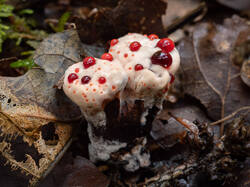 Hydnellum_peckii_MS_20230809_11.thumb.jpg.aaef5ab820b1156d0a937cdf68bd2cd5.jpg