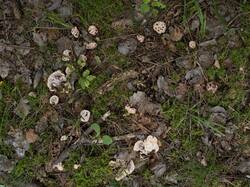 Hydnellum_peckii_MS_20230815_12.thumb.jpg.b82c826c86c9e2c321846565028a9329.jpg