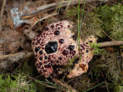 Hydnellum_peckii_MS_20230815_13.thumb.jpg.55e92573349efb2a8a2b950798148182.jpg