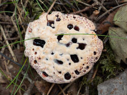 Hydnellum_peckii_MS_20230815_14.thumb.jpg.2de30f1e01c97c9bdd51f5fb1d3d1e3b.jpg