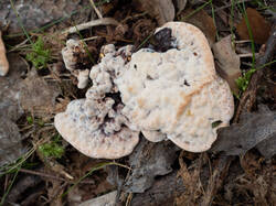 Hydnellum_peckii_MS_20230815_15.thumb.jpg.9774ec6586b6b253897e752588b615b4.jpg
