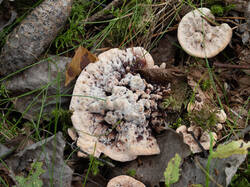 Hydnellum_peckii_MS_20230815_16.thumb.jpg.6d40c2cb94b7c7cecbe9682b6a6749d6.jpg