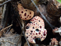Hydnellum_peckii_MS_20230815_17.jpg