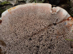 Hydnellum_peckii_MS_20230815_19.thumb.jpg.a5a36de5c32388cee9ab61922291cfff.jpg