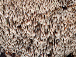 Hydnellum_peckii_MS_20230815_20.thumb.jpg.d31fb642a5f7cc5a24dae0a35907bee3.jpg