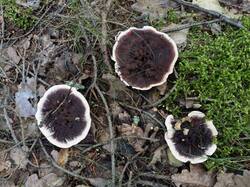Hydnellum_peckii_MS_20230904_21.thumb.jpg.4d19680858425422686b777458610e58.jpg