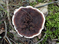 Hydnellum_peckii_MS_20230904_22.thumb.jpg.52d38455bed53a1327d85943462e9157.jpg