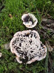 Hydnellum_peckii_MS_20230904_23.thumb.jpg.099daa0745e80e7de3e34254cff345ac.jpg