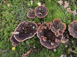 Hydnellum_peckii_MS_20231007_25.thumb.jpg.ca52c9b4e6a7ad7876af11f11d33b3e0.jpg