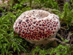 Hydnellum_peckii_MS_20250828_26.thumb.jpg.7632936fa8cf2252c6ee818c5bcb74c6.jpg