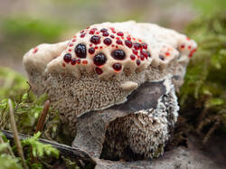 Hydnellum_peckii_MS_20250828_27.thumb.jpg.8ed22e9eef5ab7529910a7cd496e64c8.jpg