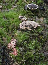 Hydnellum_peckii_MS_20260325_28.thumb.jpg.5213e94897356963c3b322245ab689c6.jpg