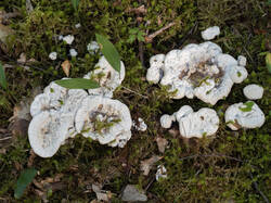 Hydnellum_suaveolens_MS_20240812_01.thumb.jpg.68d7a6bd2a54a0a8188e51f4d7f30444.jpg