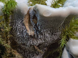 Hydnellum_suaveolens_MS_20240812_02.thumb.jpg.4195bbc6bc8e6c2ced46709ada7f5d49.jpg