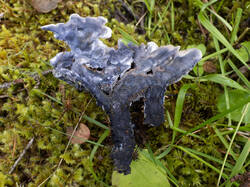Hydnellum_suaveolens_MS_20240812_04.thumb.jpg.a893930c577927254689ec7fd5b6ea70.jpg
