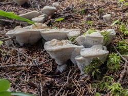 Hydnellum_suaveolens_MS_20240814_07.thumb.jpg.6eac5a7b1d46882d61a72acbba0acbab.jpg