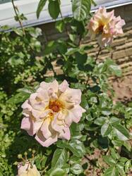 IMG20260612130415.jpg