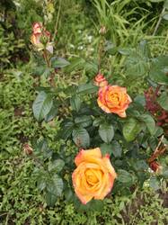 IMG20260620125838.jpg