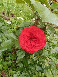 IMG20260620130009.jpg