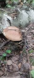 IMG20260625144519.jpg