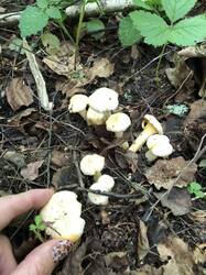 IMG_0777.jpeg