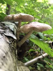 IMG_0785.jpeg