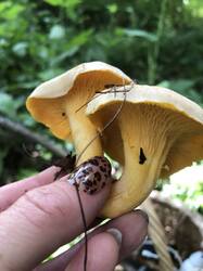 IMG_0796.jpeg