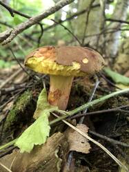 IMG_0797.jpeg