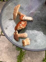 IMG_1547.jpeg