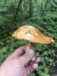 IMG_1581.jpeg