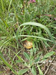 IMG_20260529_125450_238.thumb.jpg.6ea5e055eab6d4a73cf84897070f2d5a.jpg