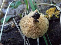 IMG_20260531_071135_gcam_3.2.thumb.jpg.2e365fc62f688b8caa412dbfd4cffa9b.jpg