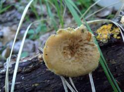 IMG_20260531_071145_gcam_3.2.thumb.jpg.154bcc40c4fcf6610d4cc3b4d0ad72ba.jpg