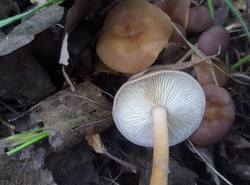 IMG_20260531_072838_gcam_3.2.thumb.jpg.d79d129b067f4bd055ec7a8835f5907d.jpg